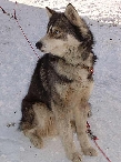 2003 schlittenhunde027.jpg